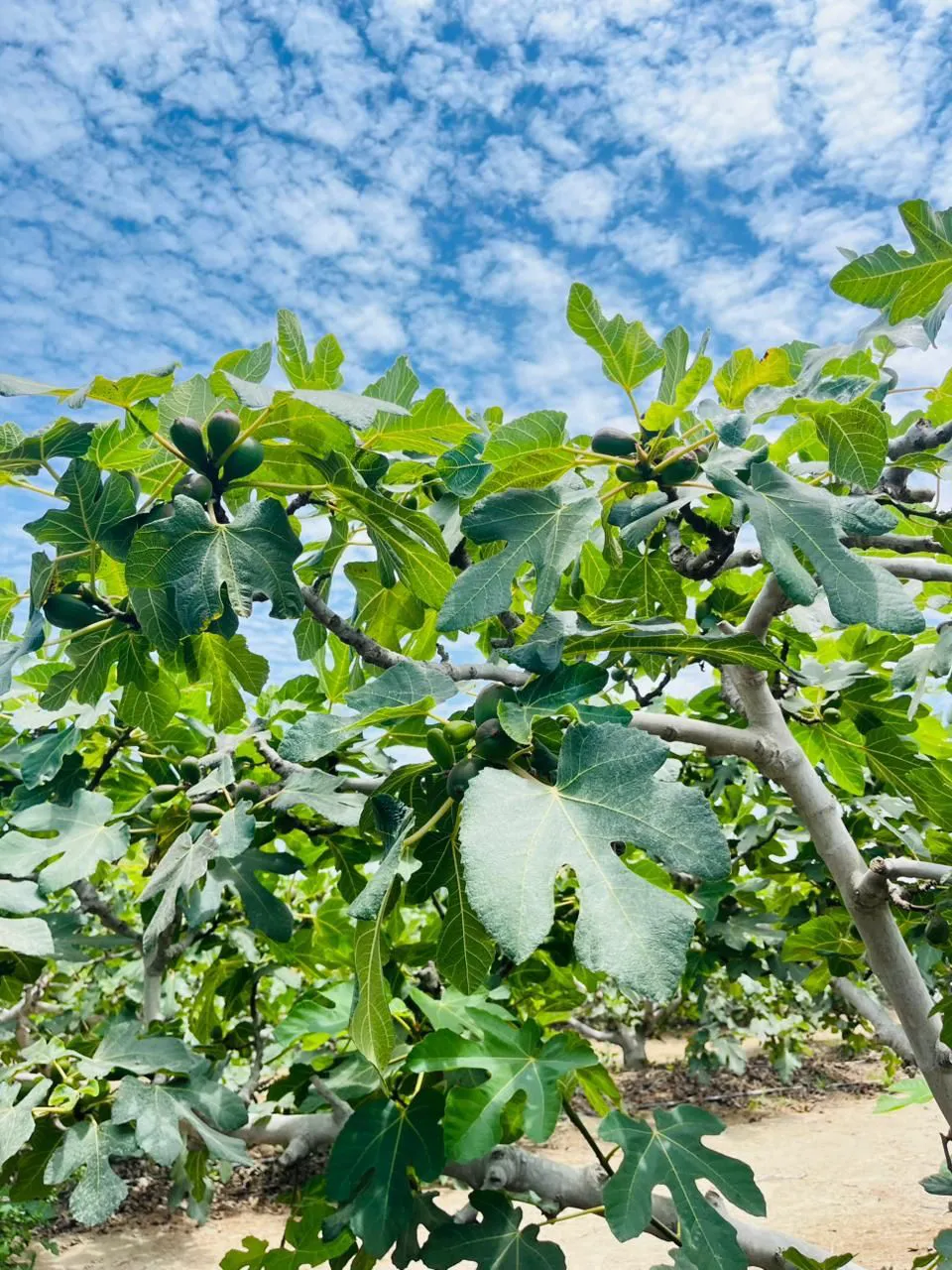 Nutrición de nuestras higueras